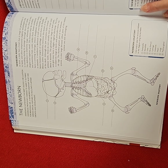 The Human Body Coloring Book the ultimate anatomy study guide 2011 DK reference - Picture 10 of 16